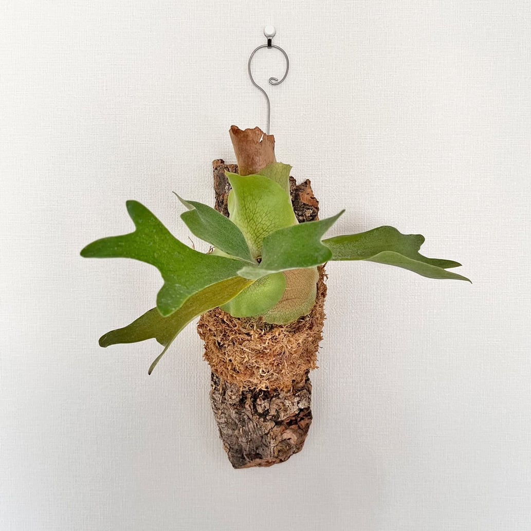 ビカクシダ ネザーランド 板付 【観葉植物 室内 コウモリラン