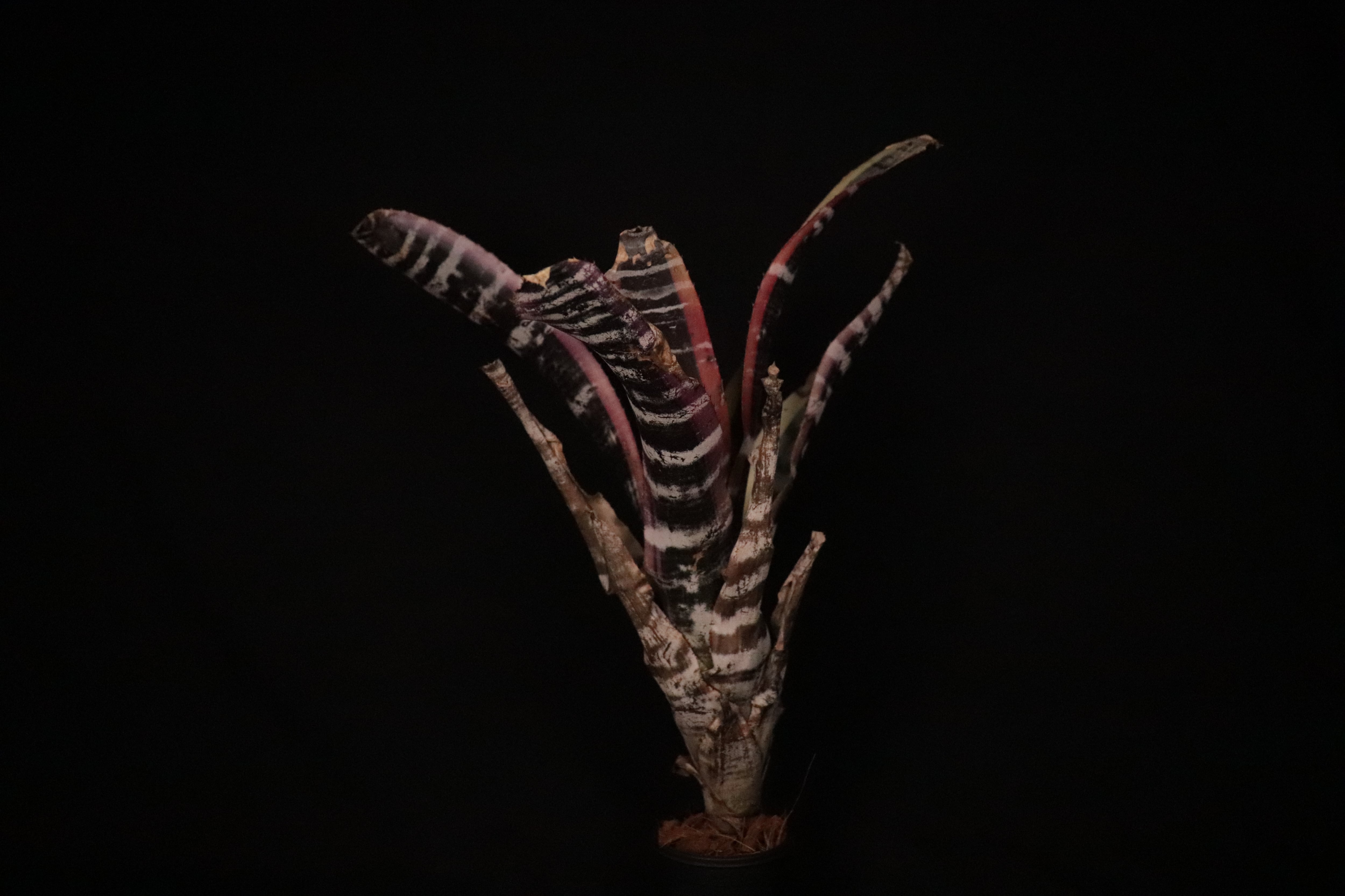 送料無料】Aechmea 'Otto' 〔エクメア〕現品発送A0085 | plane