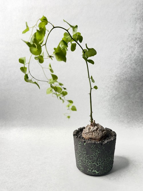 ディオスコレア・エレファンティペス