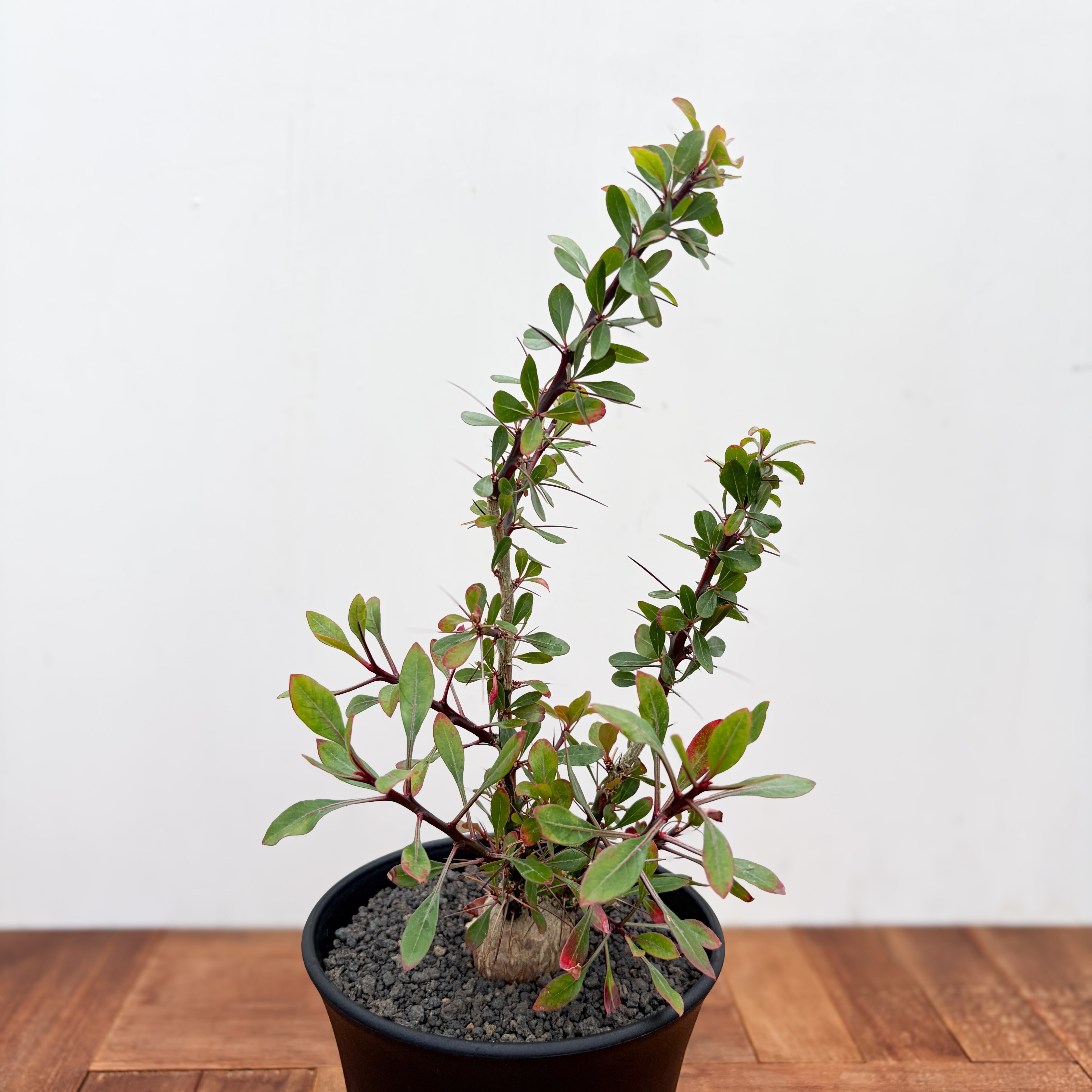 Fouquieria fasciculata【フォークイエリア・ファシクラータ・実生