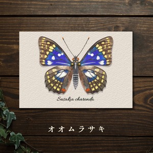 【みなみあすか】虫の翅立体カード　オオムラサキ