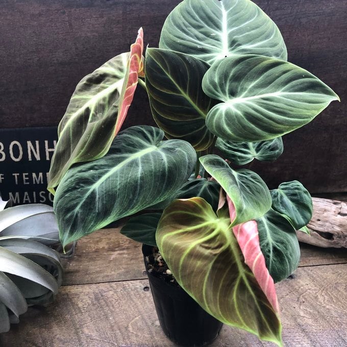 エルチョコレッド 希少 フィロデンドロン 観葉植物 | 植物の店ベリー