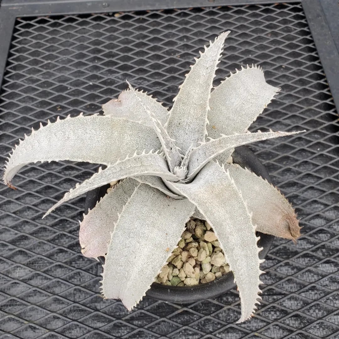 Dyckia（ディッキア） | レアプランツ通販サイトPlants Maniax