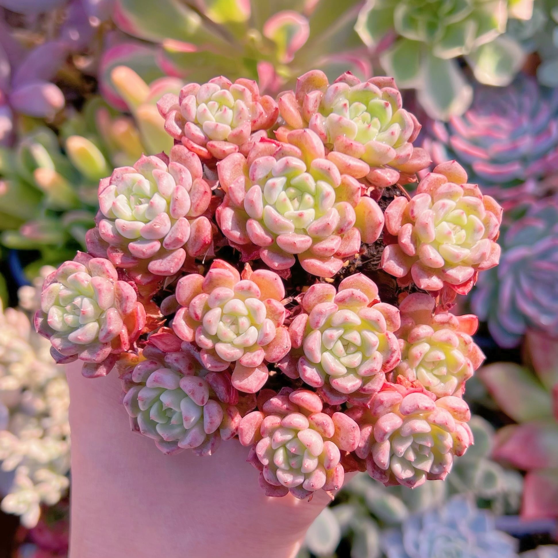 在庫5❣️スノーピーチ❣️カット苗 ランダム配送 エケベリア 寄せ植え 多肉植物 楽天市場】【当店農場生産】○多肉植物 エケベリア スノーピーチ 7.5