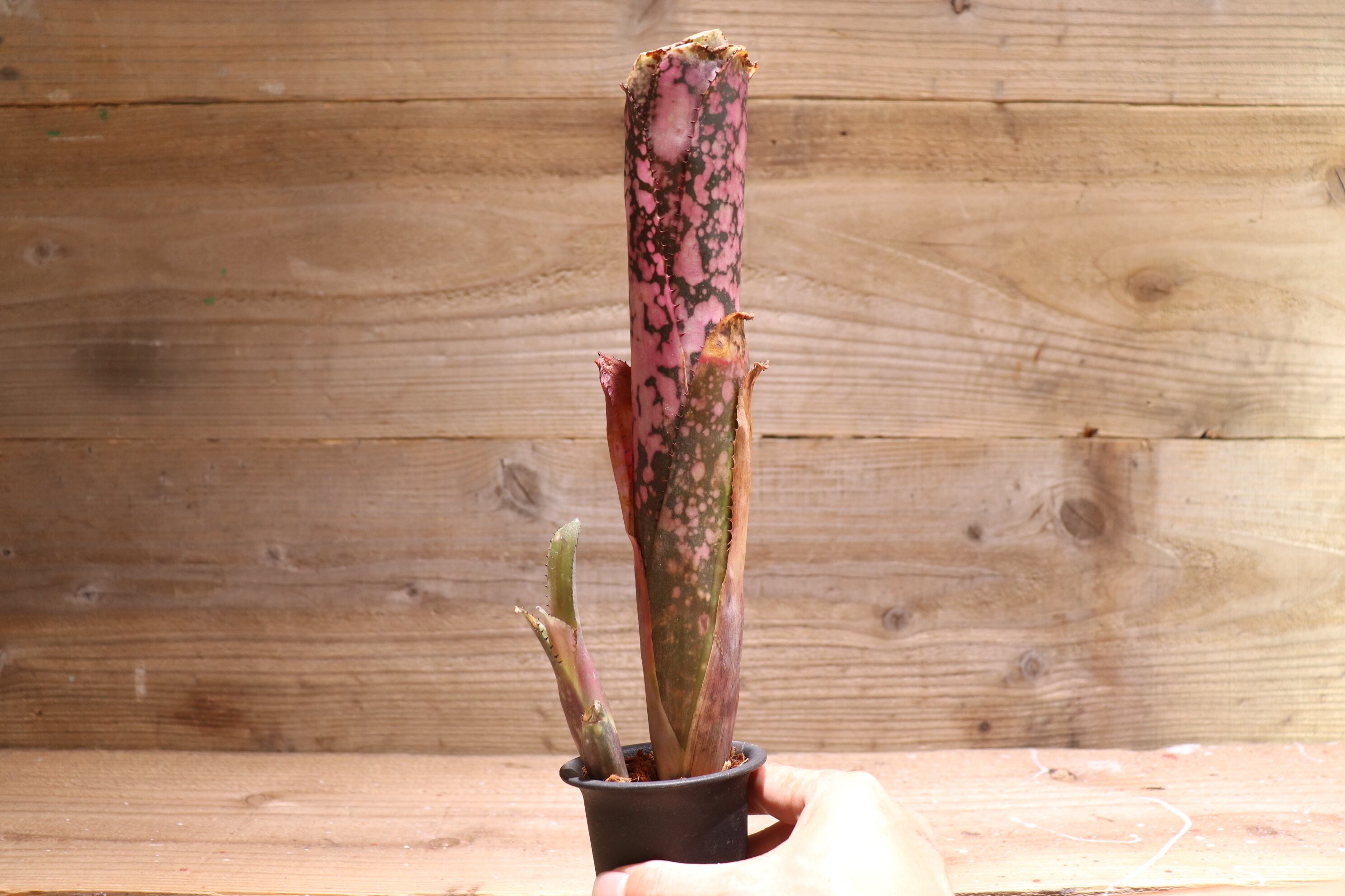 送料無料】 Billbergia 'Black Beauty'〔ビルベルギア〕現品発送B0046