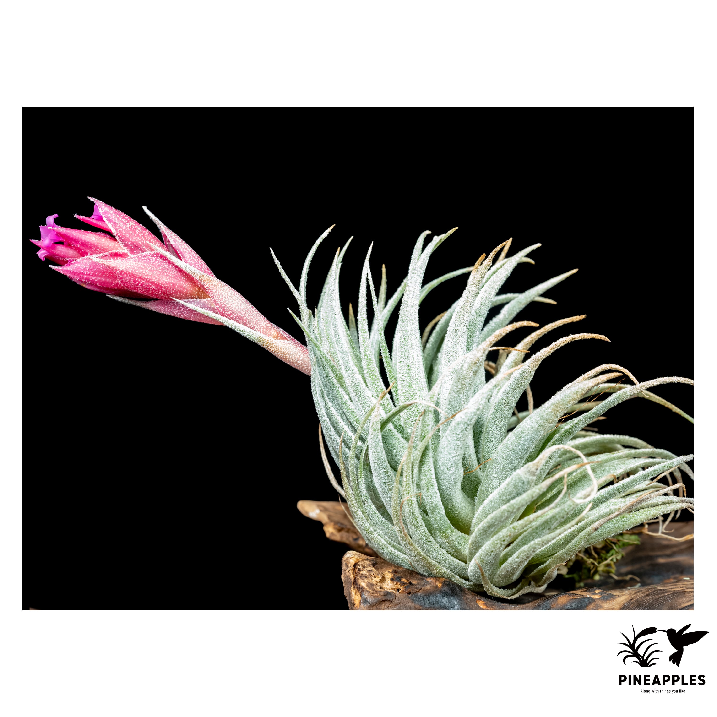 交配種 | PINEAPPLES