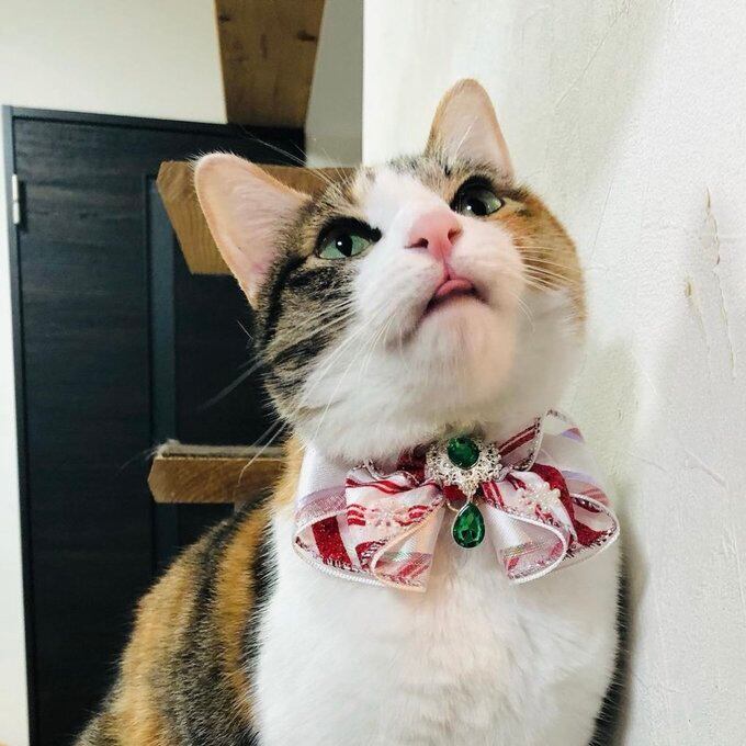 クリスマスチョーカー 犬猫チョーカー レギュラーサイズ 豪華ビジュー