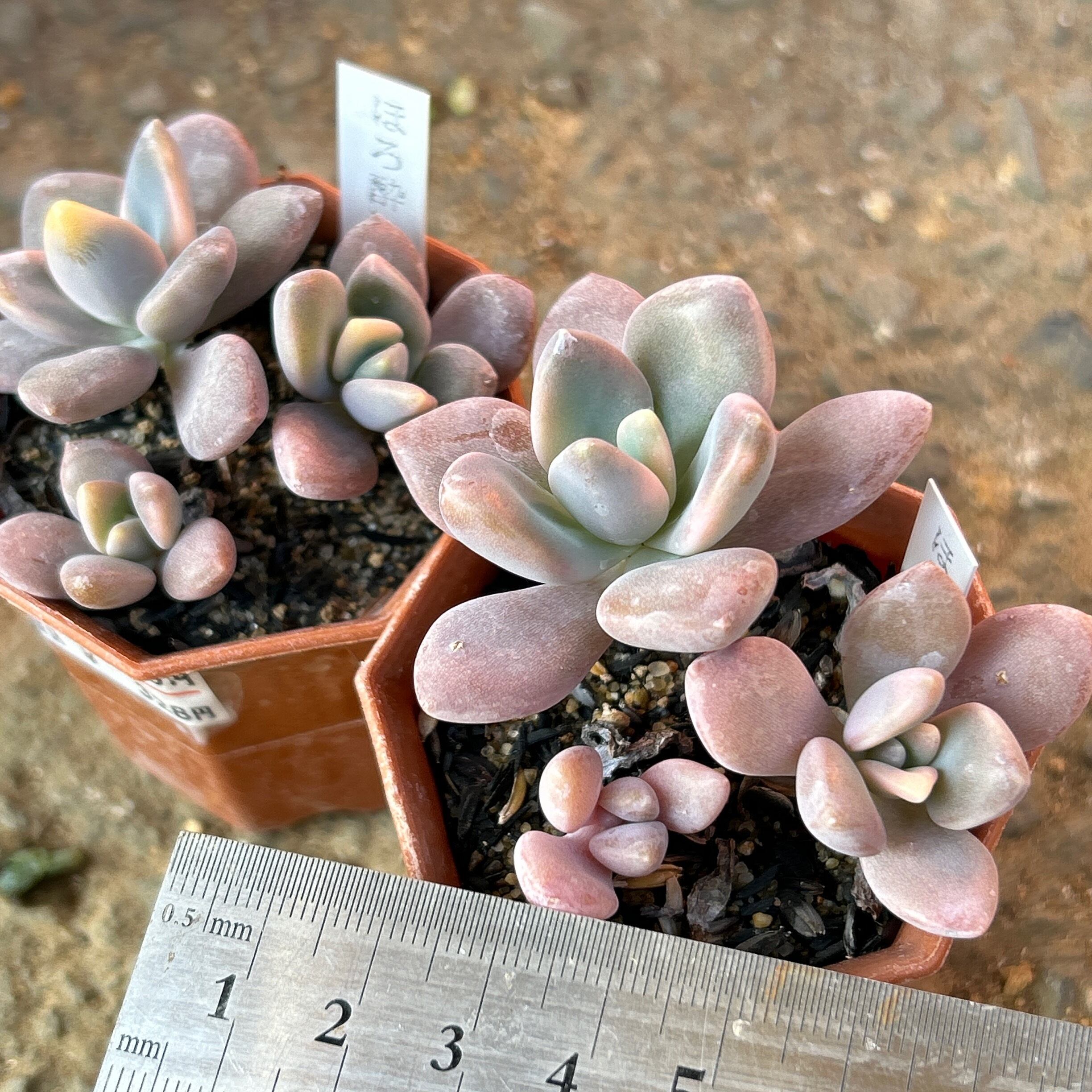 19d74e6e1e861f0612761b3fabdd00