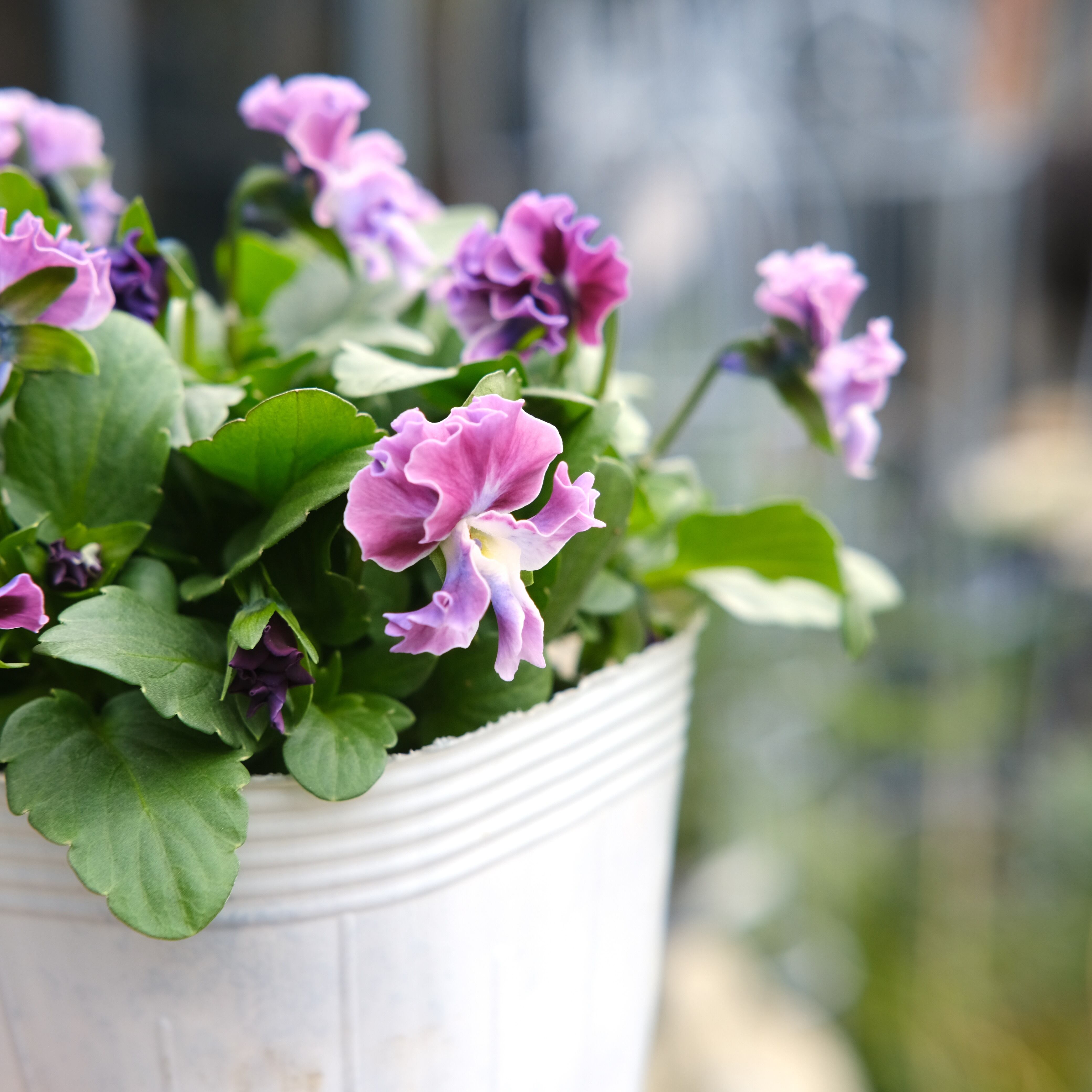 お花A4サイズです。 お悔やみ・お供えの花】線香付き アレンジメント(青・紫)XSサイズ