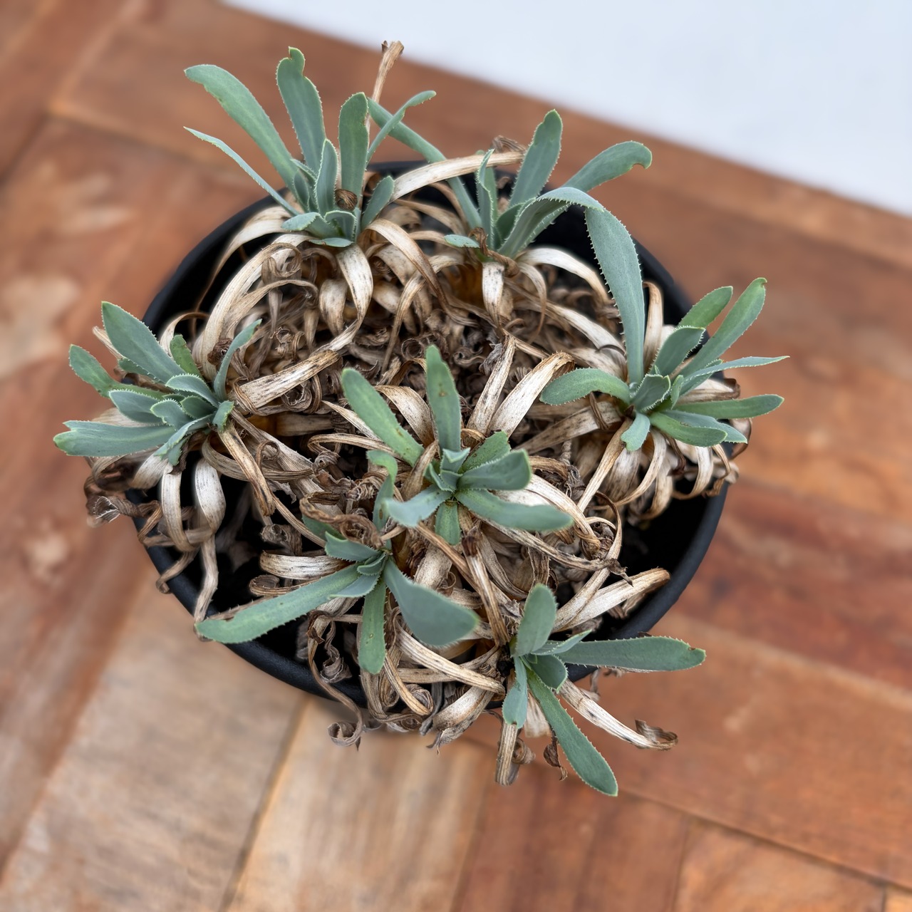 Othonna retrorsa【オトンナ・レトロルサ・実生】