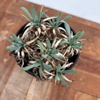 Othonna retrorsa【オトンナ・レトロルサ・実生】