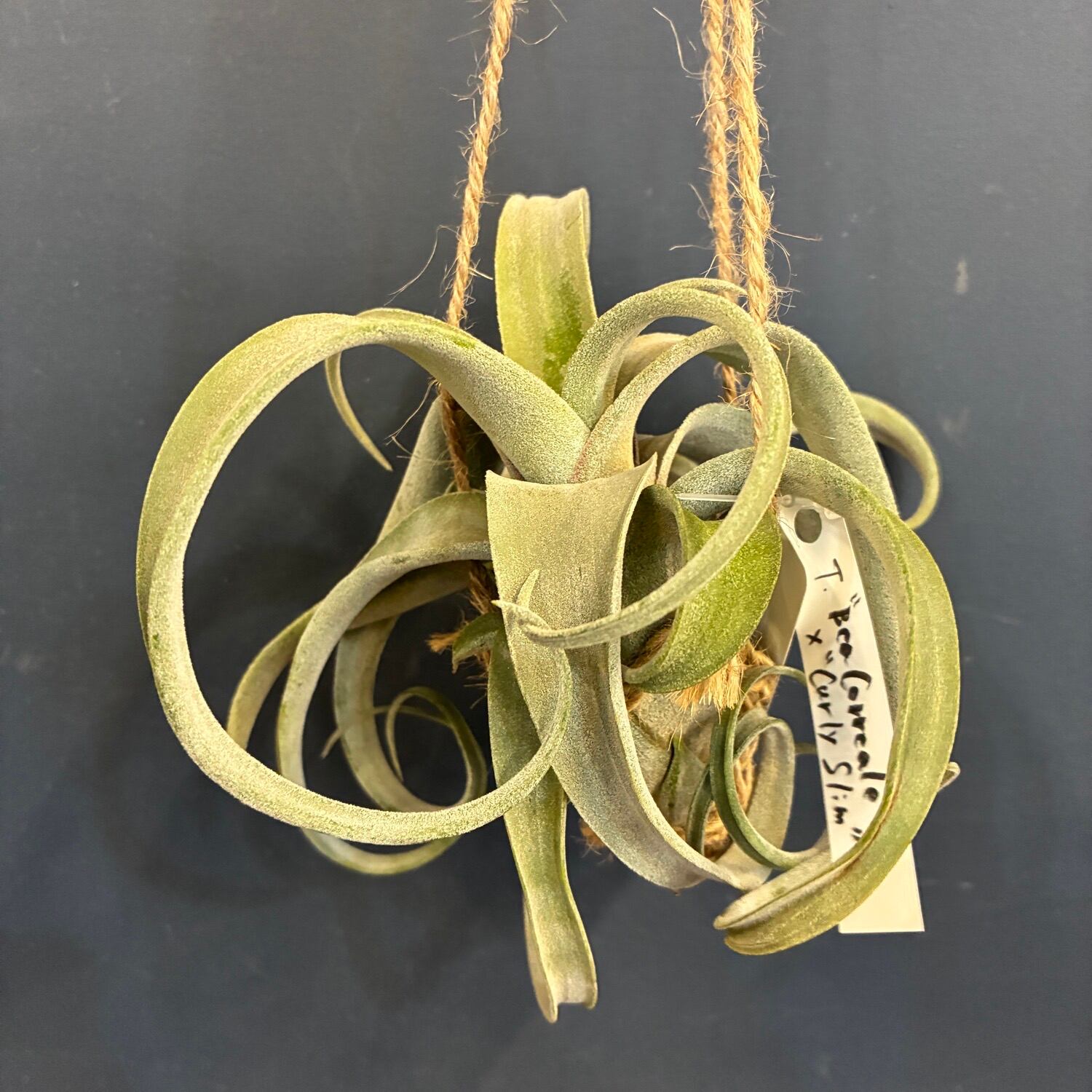 P. Willinckii cv. Sailor Mercury (OC) 【artPLANTs/PLANTS GARAGE