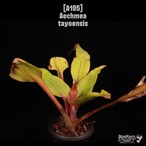 Aechmea tayoensis〔エクメア〕A195