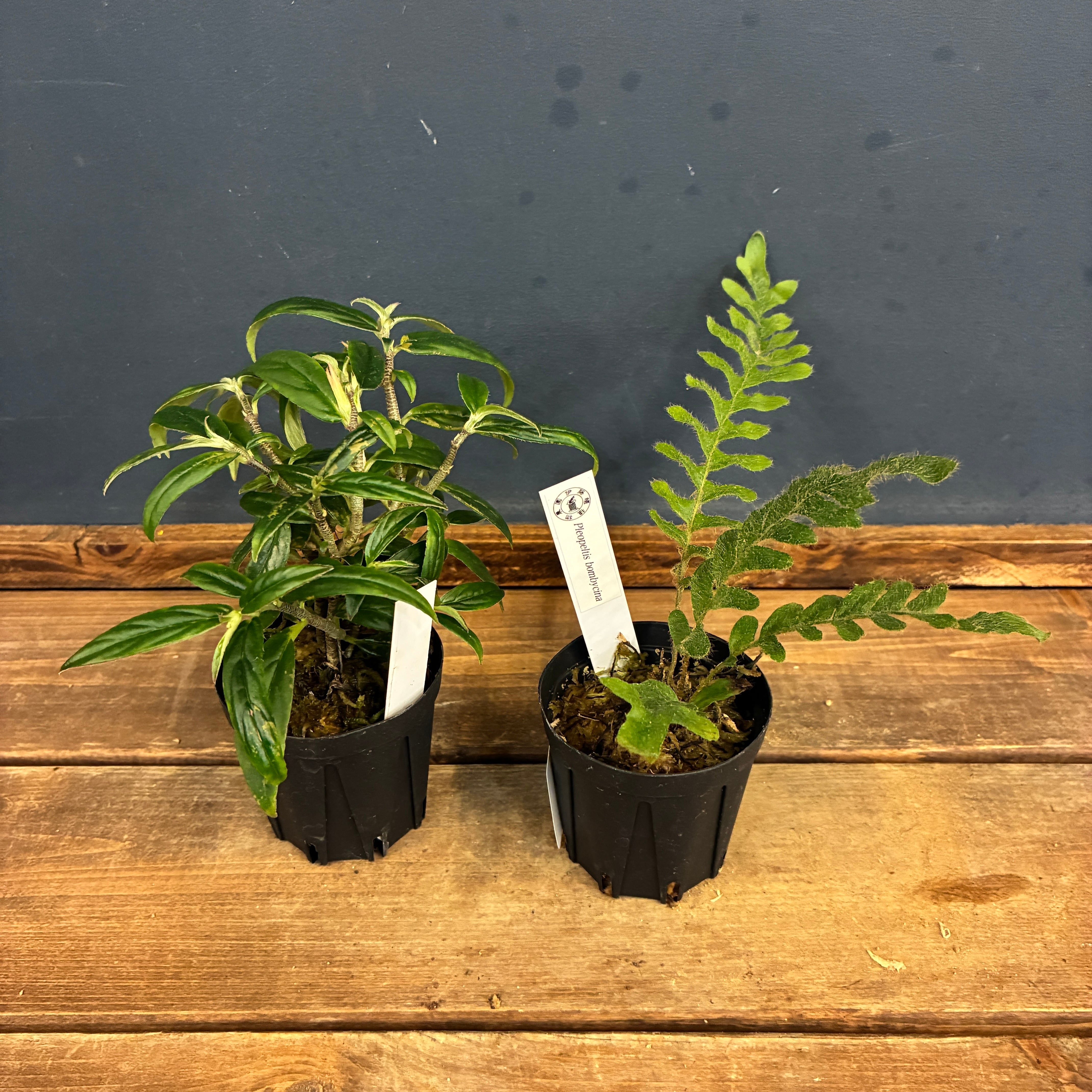 観葉植物 | PROTOLEAF プロトリーフ