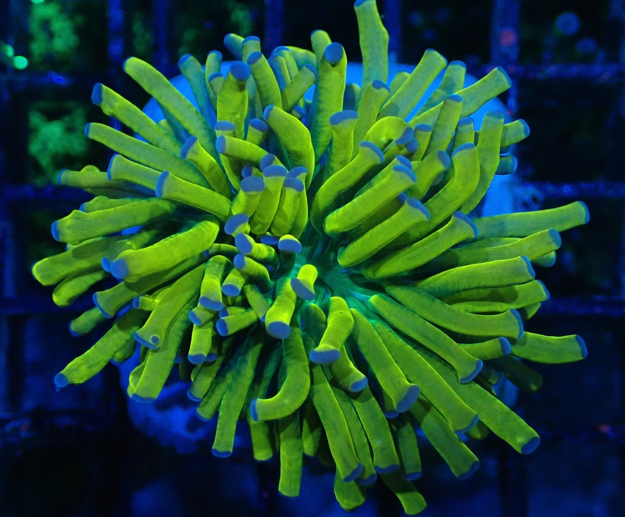 【現地買付】Euphyllia Cristata "BabyGold" 1