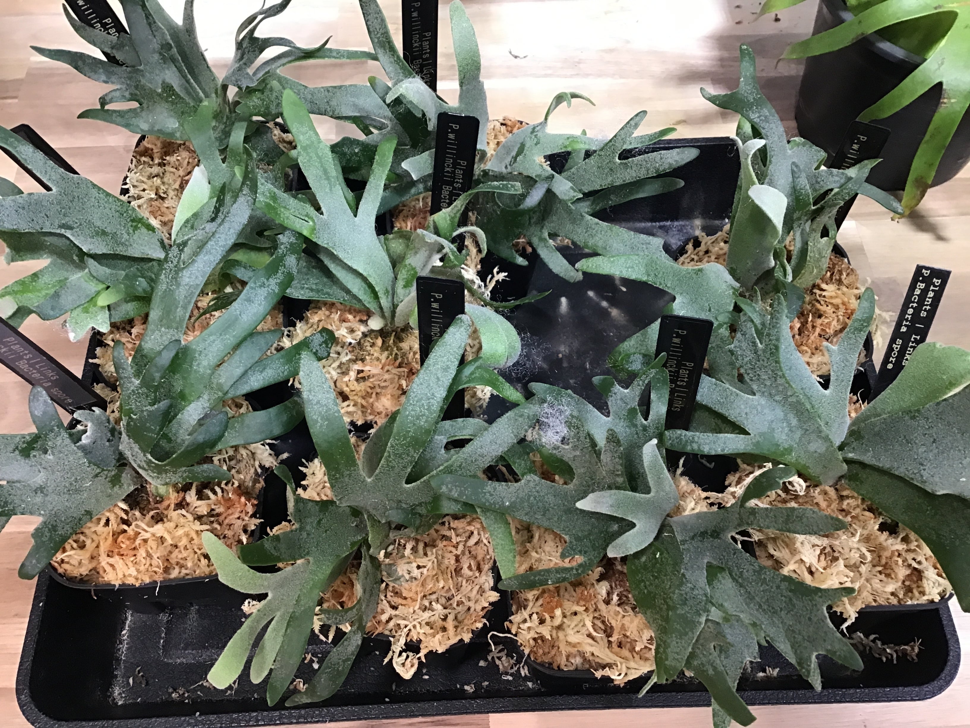 ALL ITEM | Plants.Links