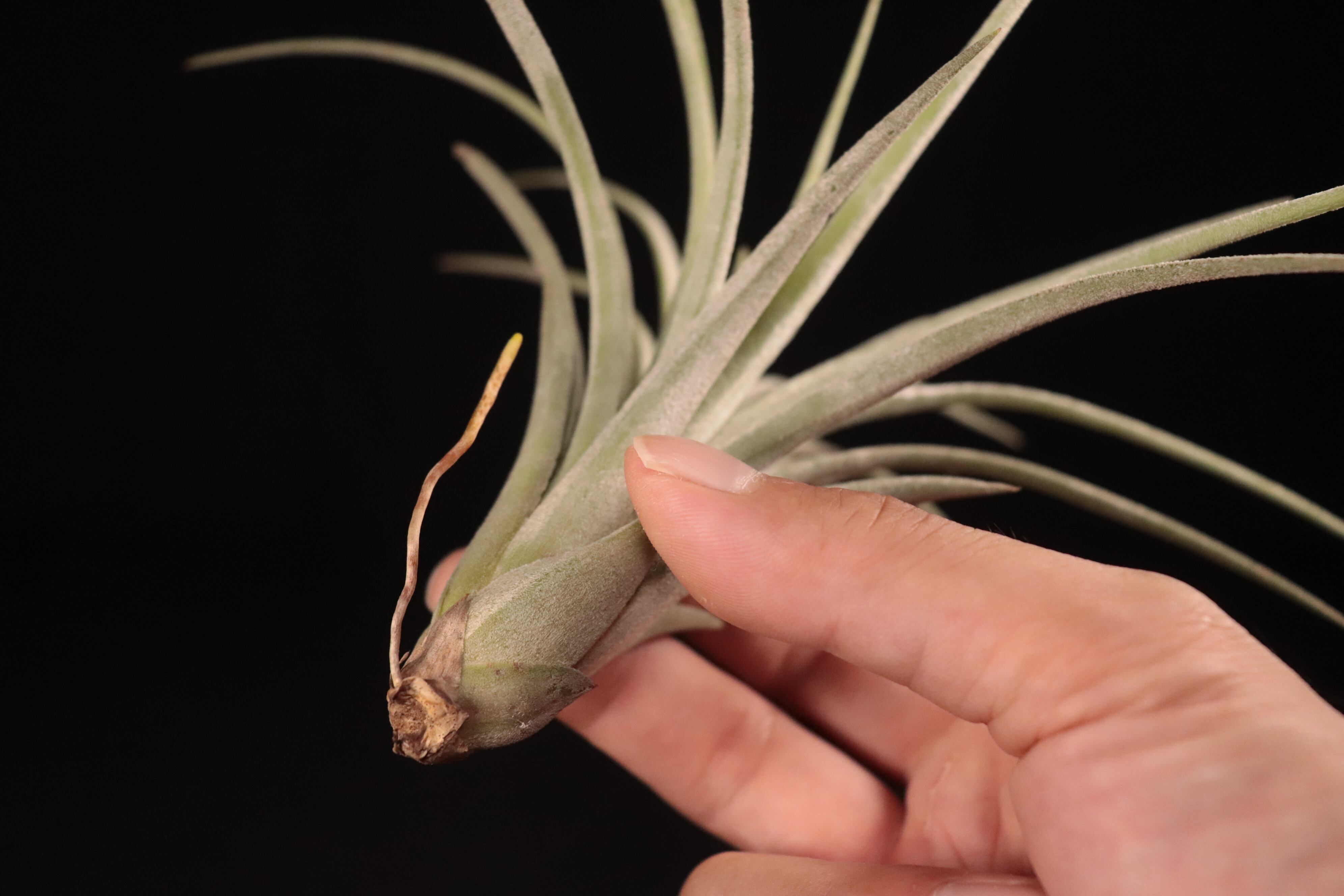 送料無料】'Jumping for Joy'〔エアプランツ〕現品発送T4392 | plane