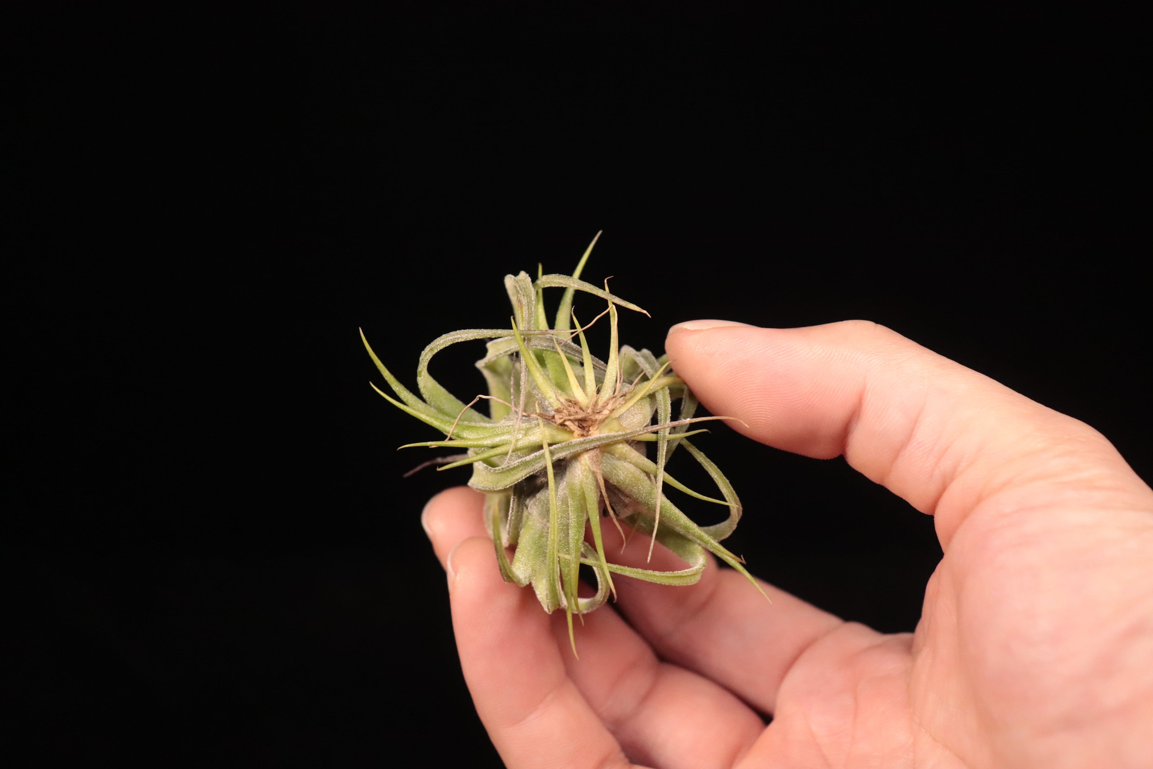 reserved】streptophylla 'Mexico' × streptophylla Red Form 8262