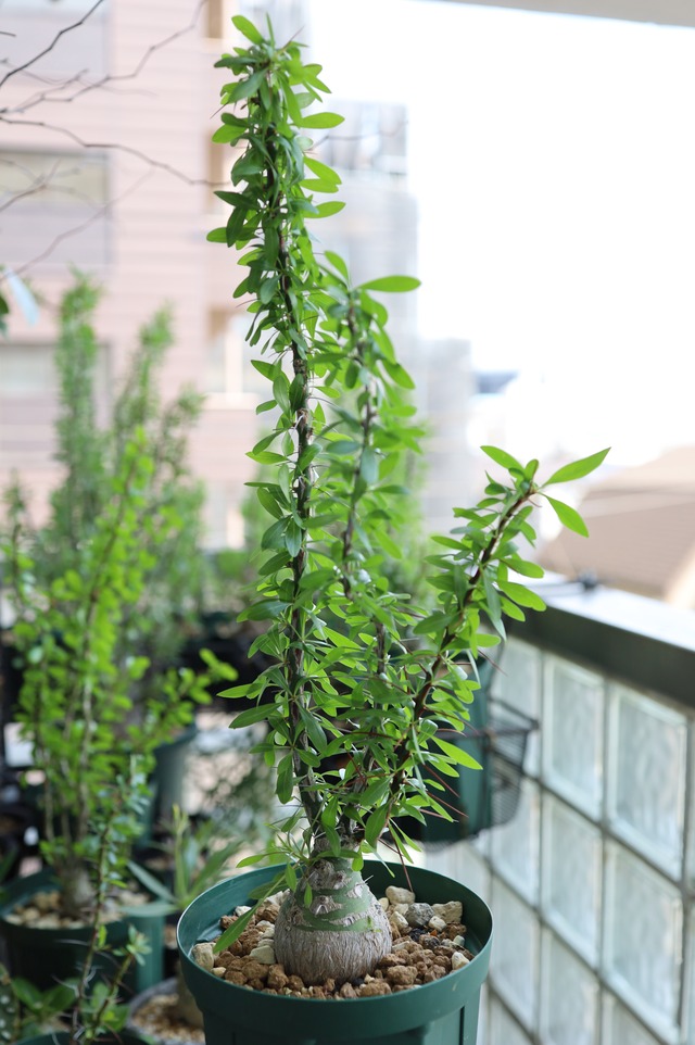 2026.05019_フォークイエリア・プルプシー | Fouquieria purpusii_002
