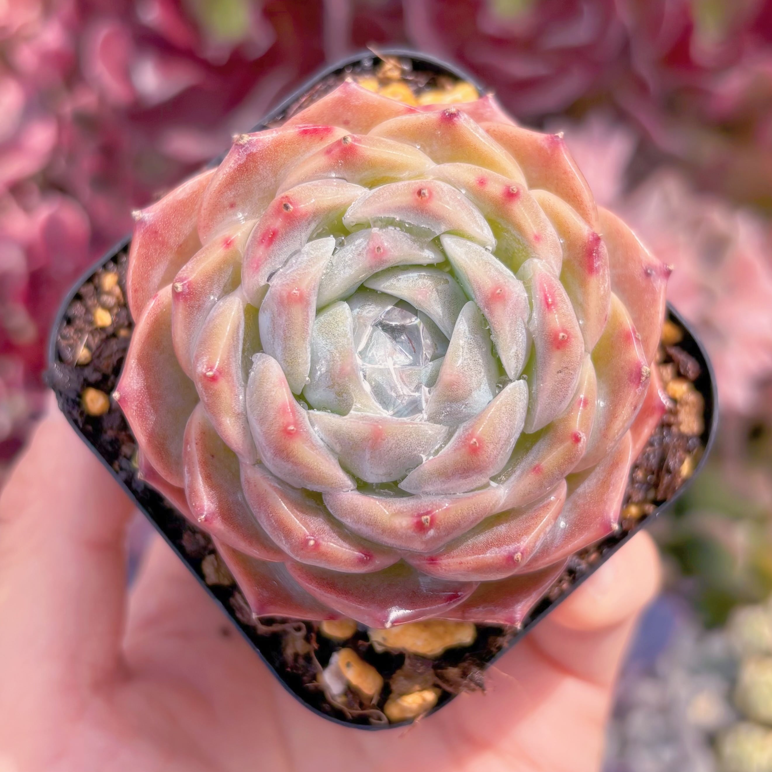 現品　アイスベビー#C07　るる農園