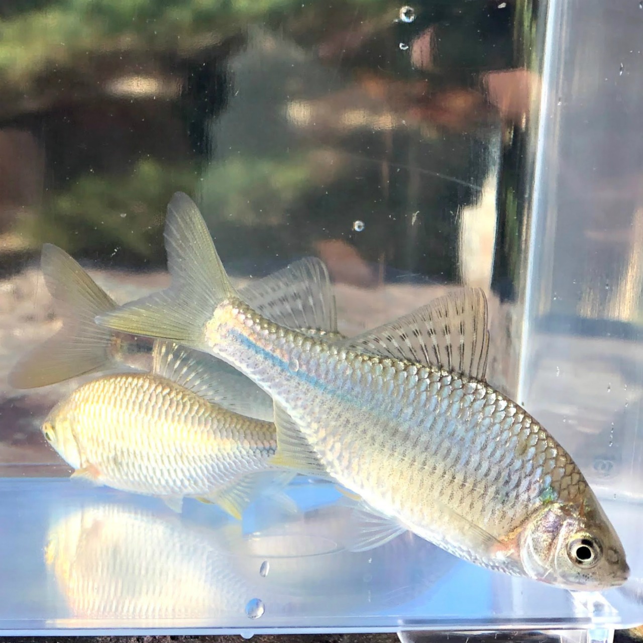 （淡水魚）シロヒレタビラ　3～5ｃｍ±　（3匹）【生体】