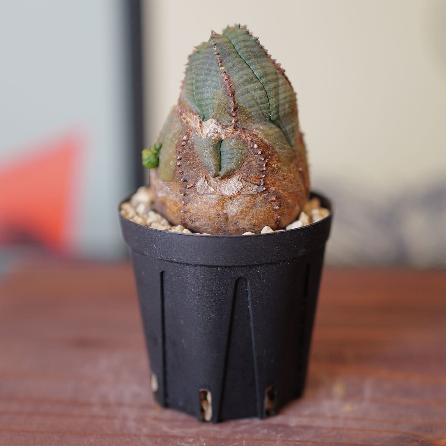 木質化 捻じれ マイクロ オベサ / 木質化 ユーフォルビア | LIGHTHOUSE