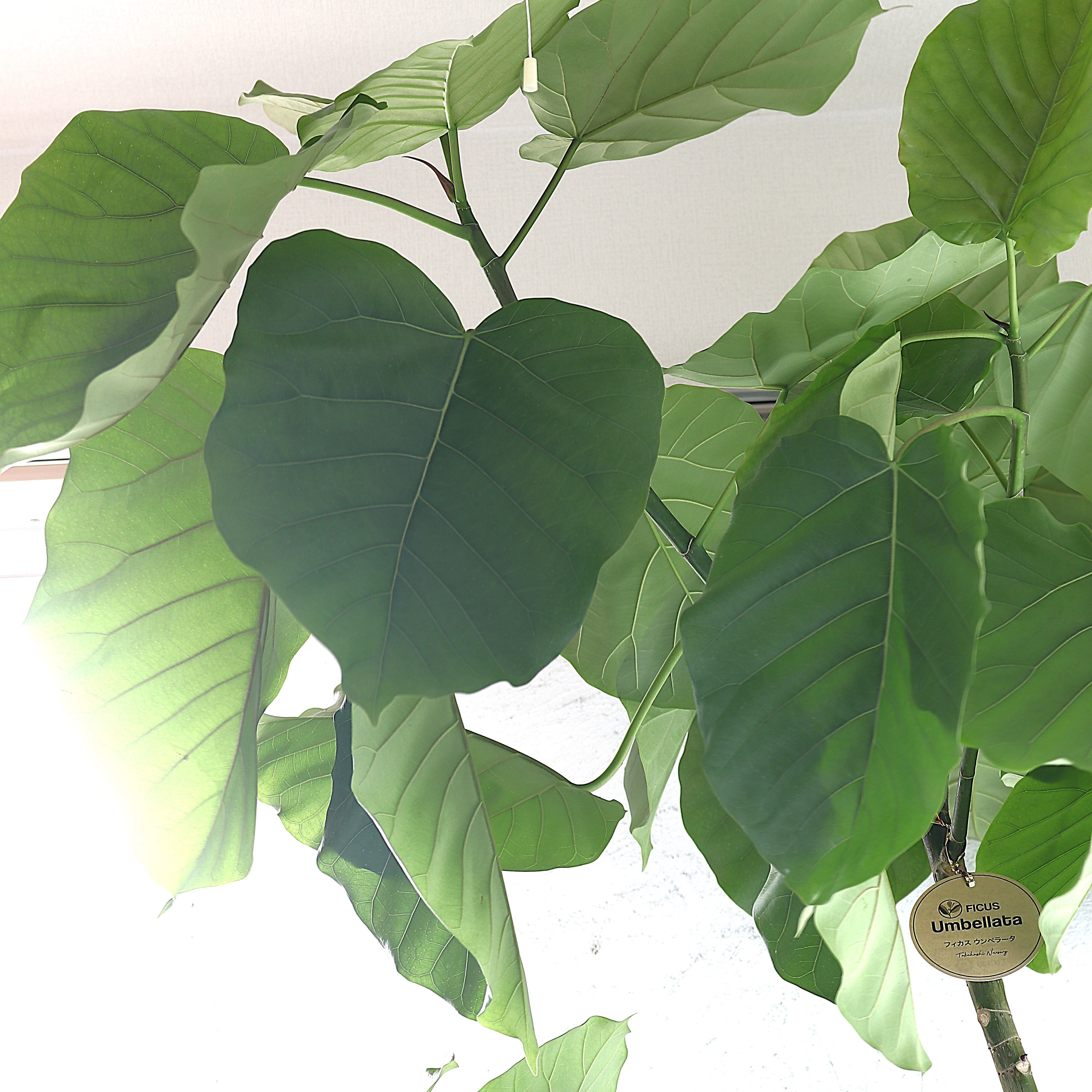 観葉植物「フィカス・ウンベラータ」 樹脂カバー10号 25,000円(税別