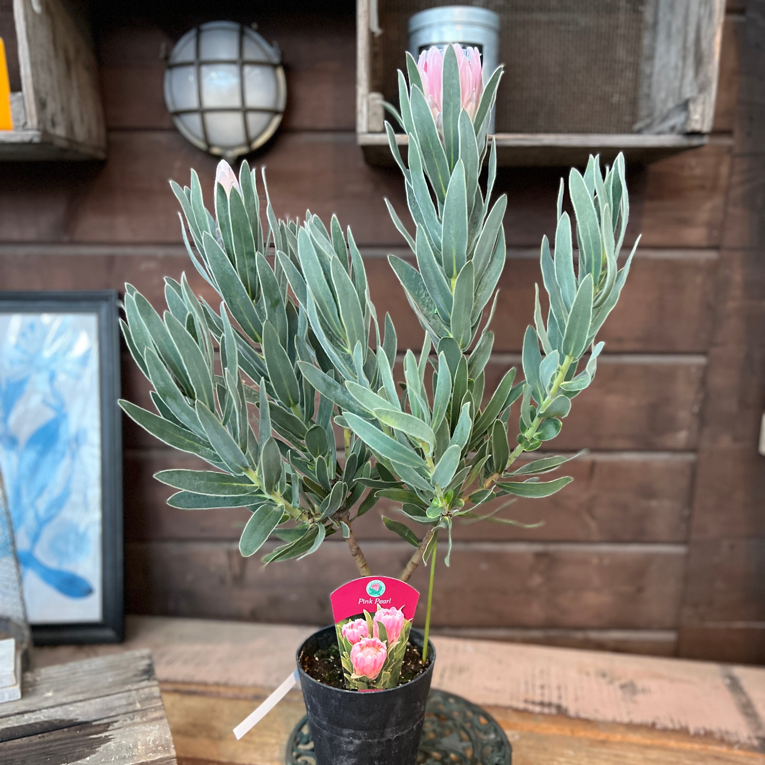 プロテア ピンクパール | 沼ノ上農園