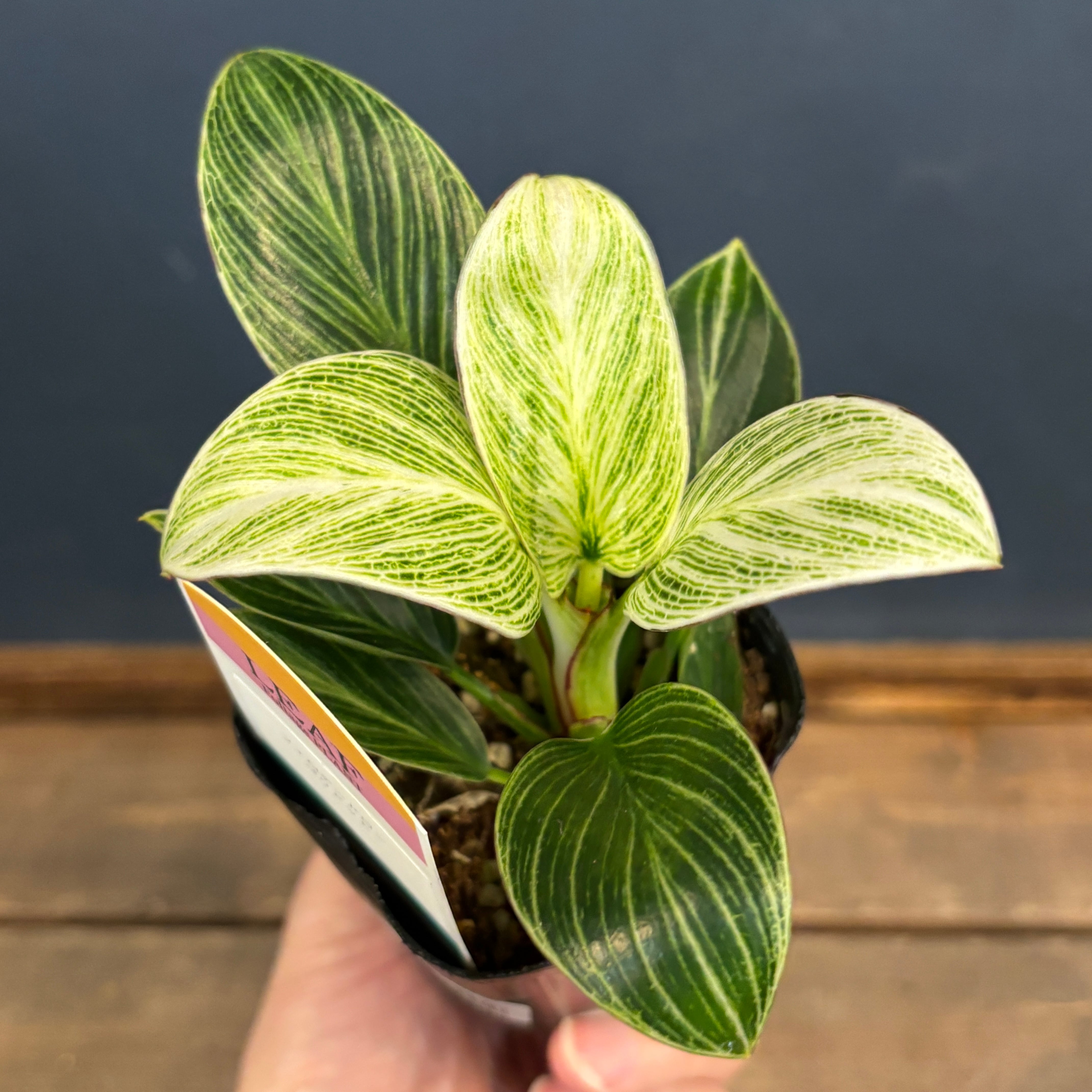 フィロデンドロン ペリドット【819】 | PROTOLEAF プロトリーフ