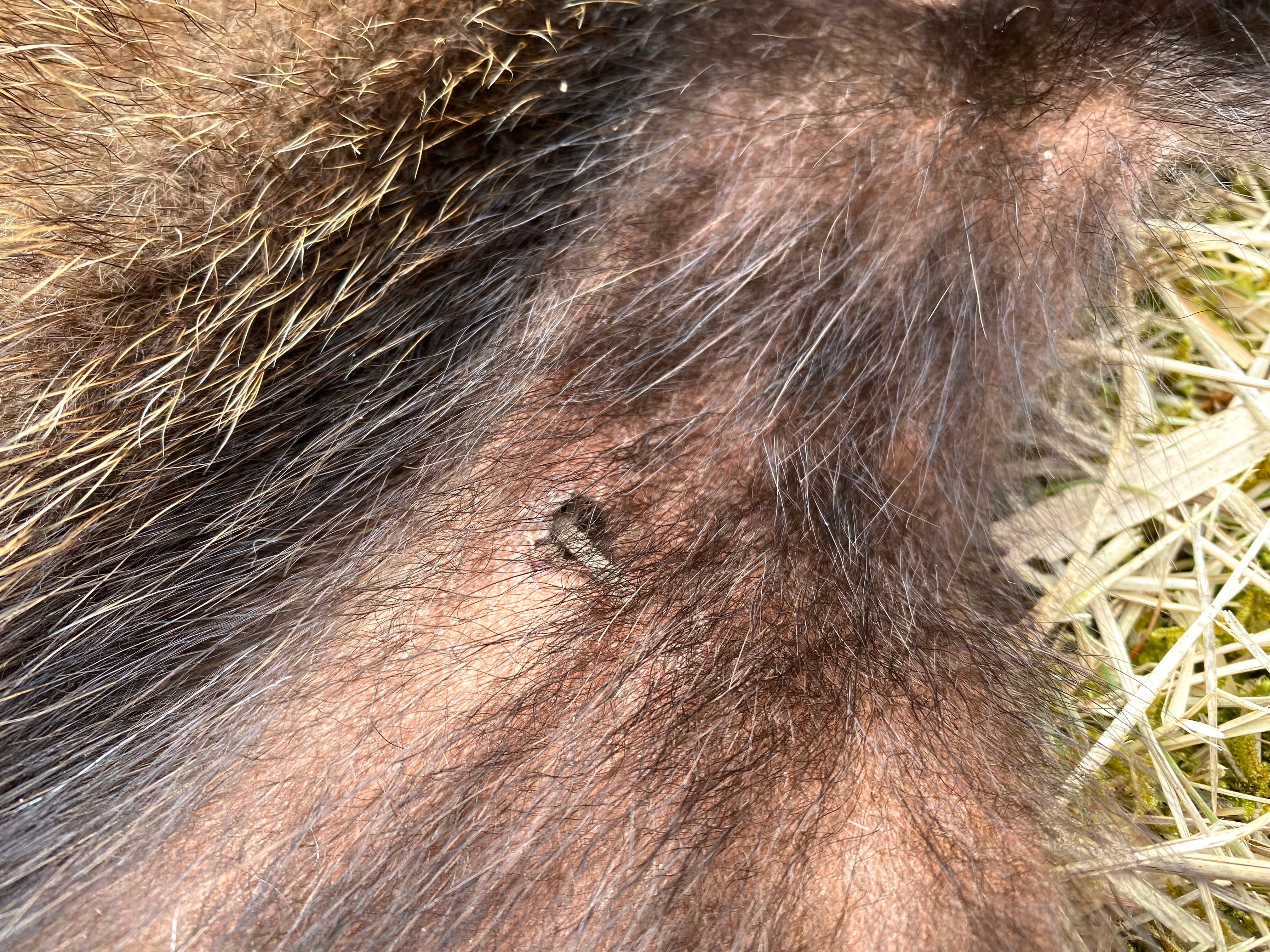 アナグマ毛皮 【製法】ピットタンニン鞣し | 【Bushcraft komorebi】