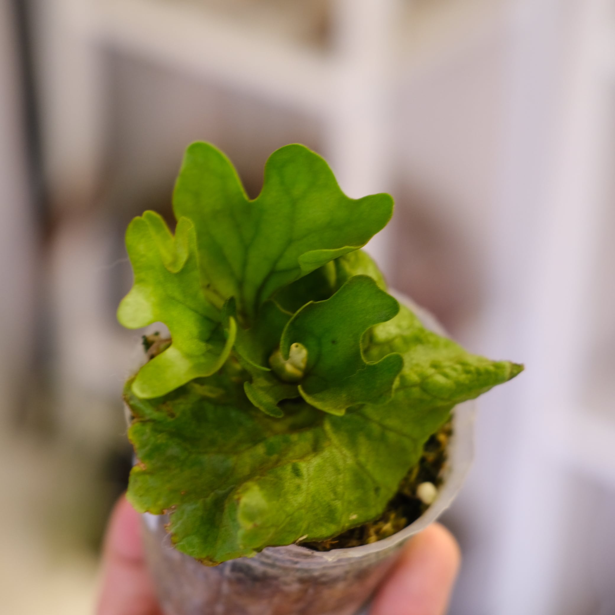 Platycerium ridleyi var. Dwarf & Compact｜ビカクシダ リドレイ