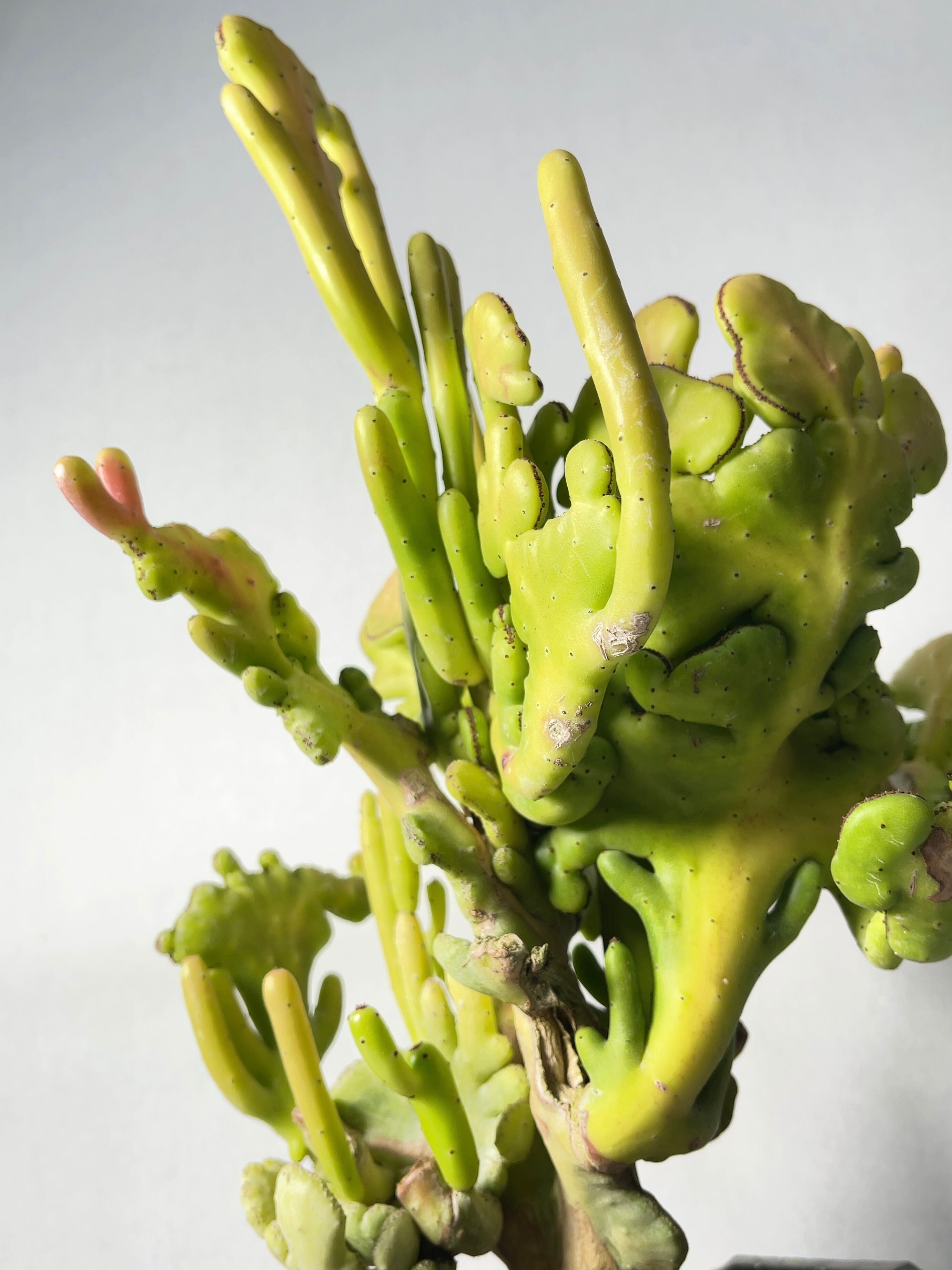 ユーフォルビア・オンコクラータ錦綴化 | trigger