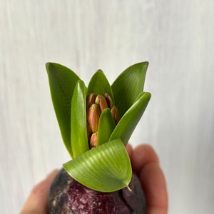 【球根の特別限定品】　球根付き芽出しヒヤシンス　ピンク　　3本（3球）