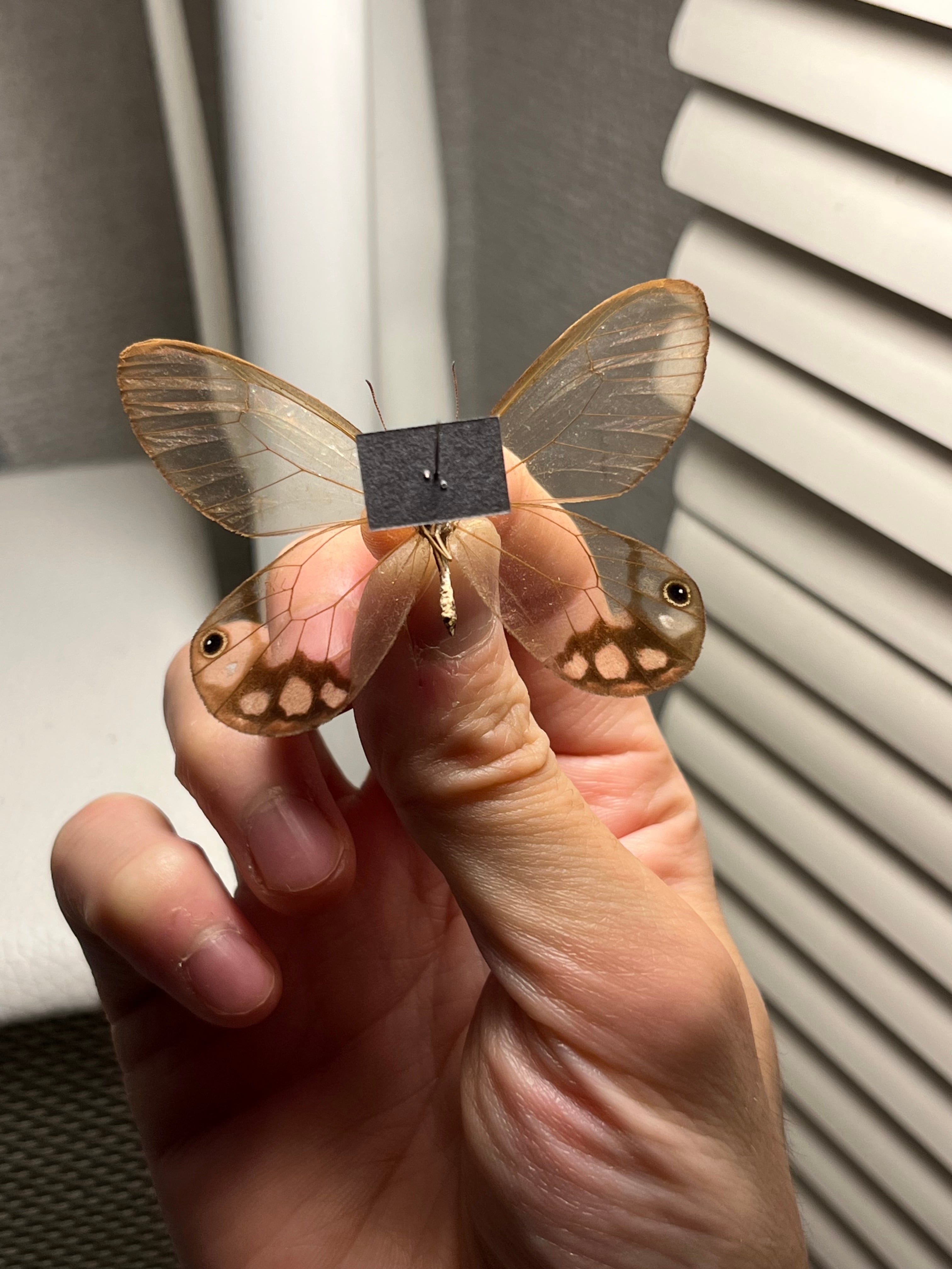 蝶 アンドロメダスカシジャノメ 属内最高峰ルリモンスカシジャノメ