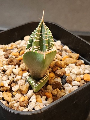 【 B-3 】oteroi seedling ①