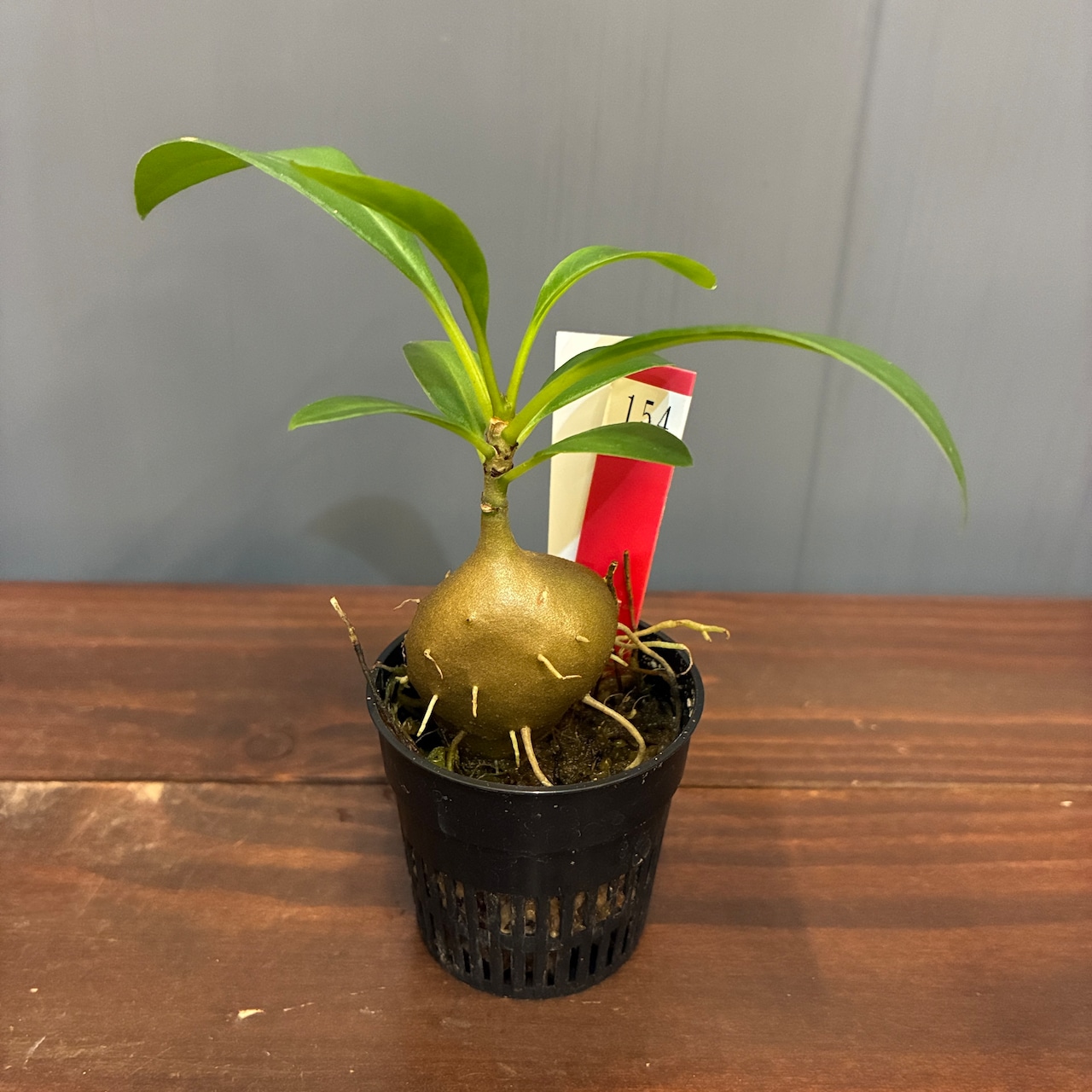 【抽選販売】【限定価格】【伊藤蟻】ミルメコディア サロモネンシス(限定1)