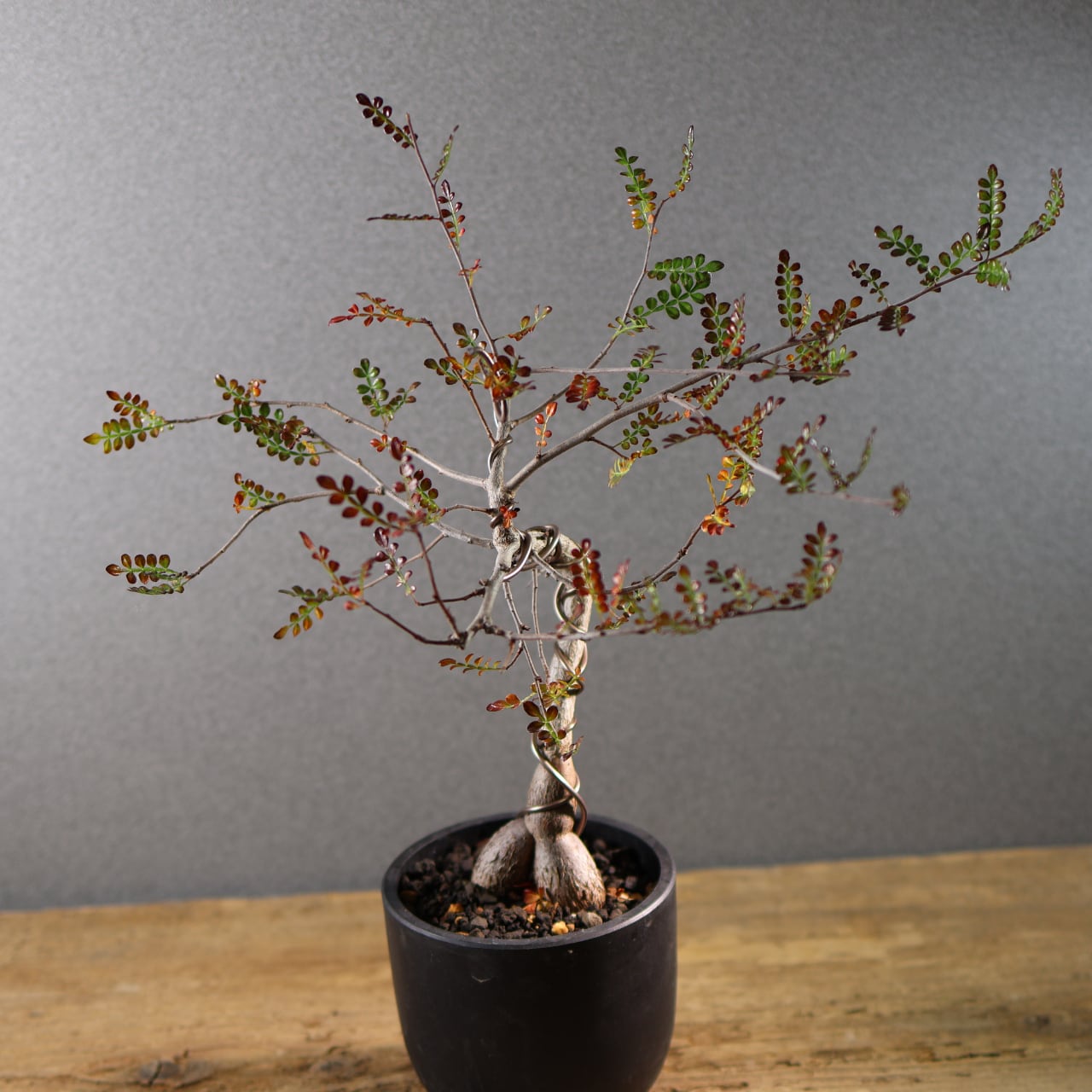 582『オペルクリカリア デカリー』観葉植物【送料無料】 | MARX PLANTS