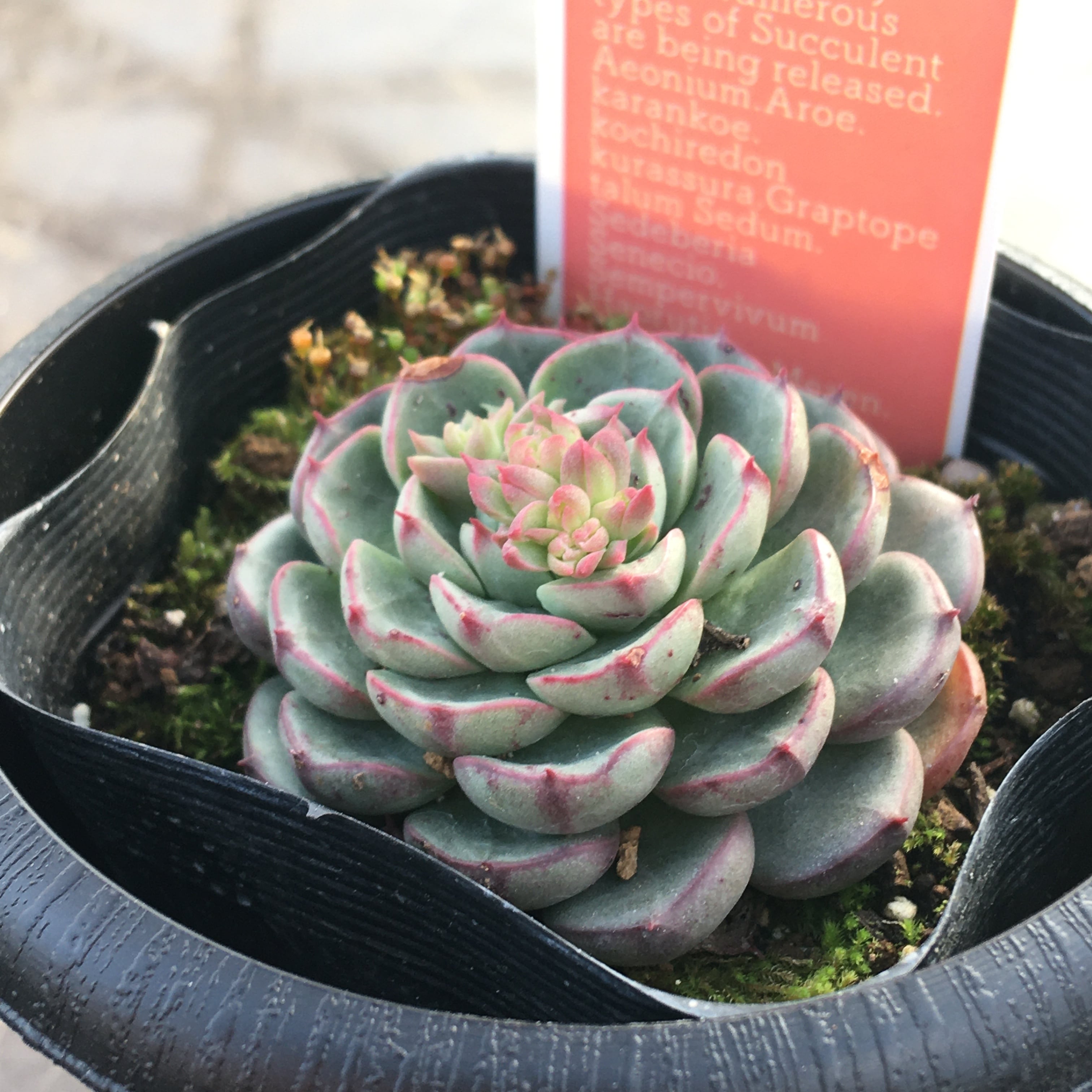 マジックファイヤ | RuPo 多肉植物専門店