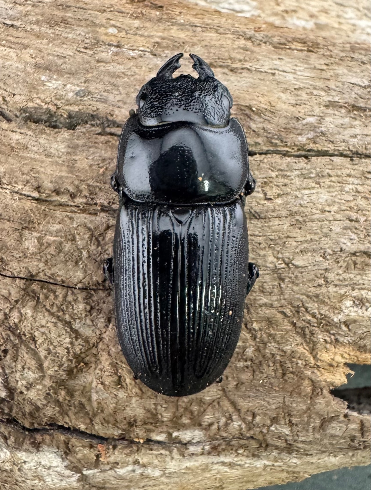 【WF1】《ダエダリオンヒラタ カオバン産 57.5mm ペア》