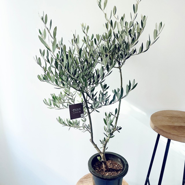 【一点もの】創樹 SOUJU オリーブ ピクアル 観葉植物 calm cafe