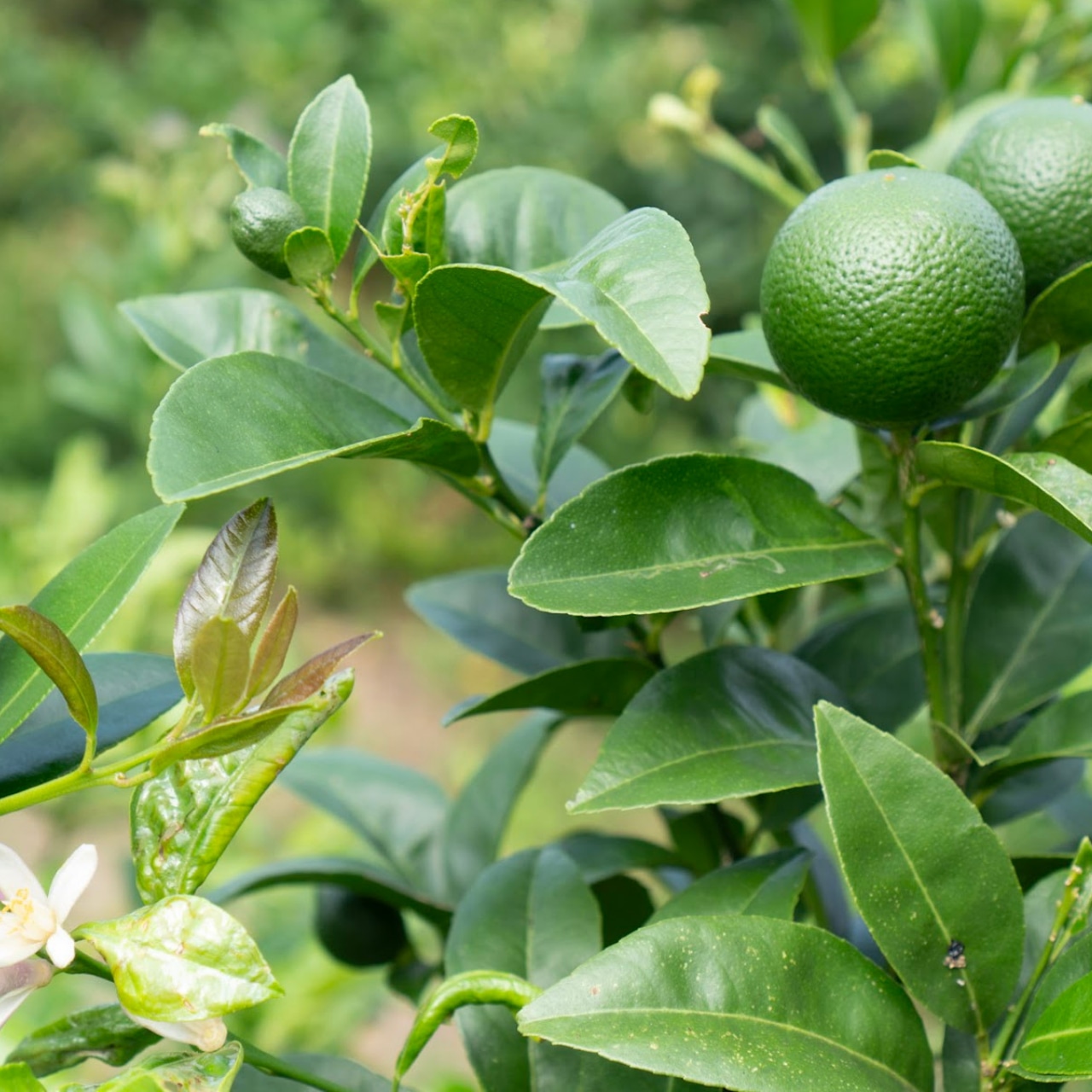 伯方島ライムのマスカルポーネチーズケーキ 210g A LIME No.