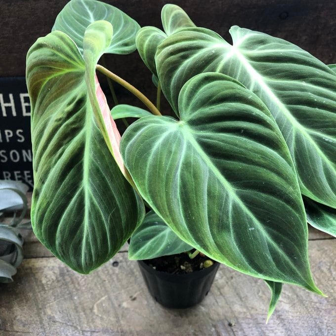 エルチョコレッド 希少 フィロデンドロン 観葉植物 | 植物の店ベリー