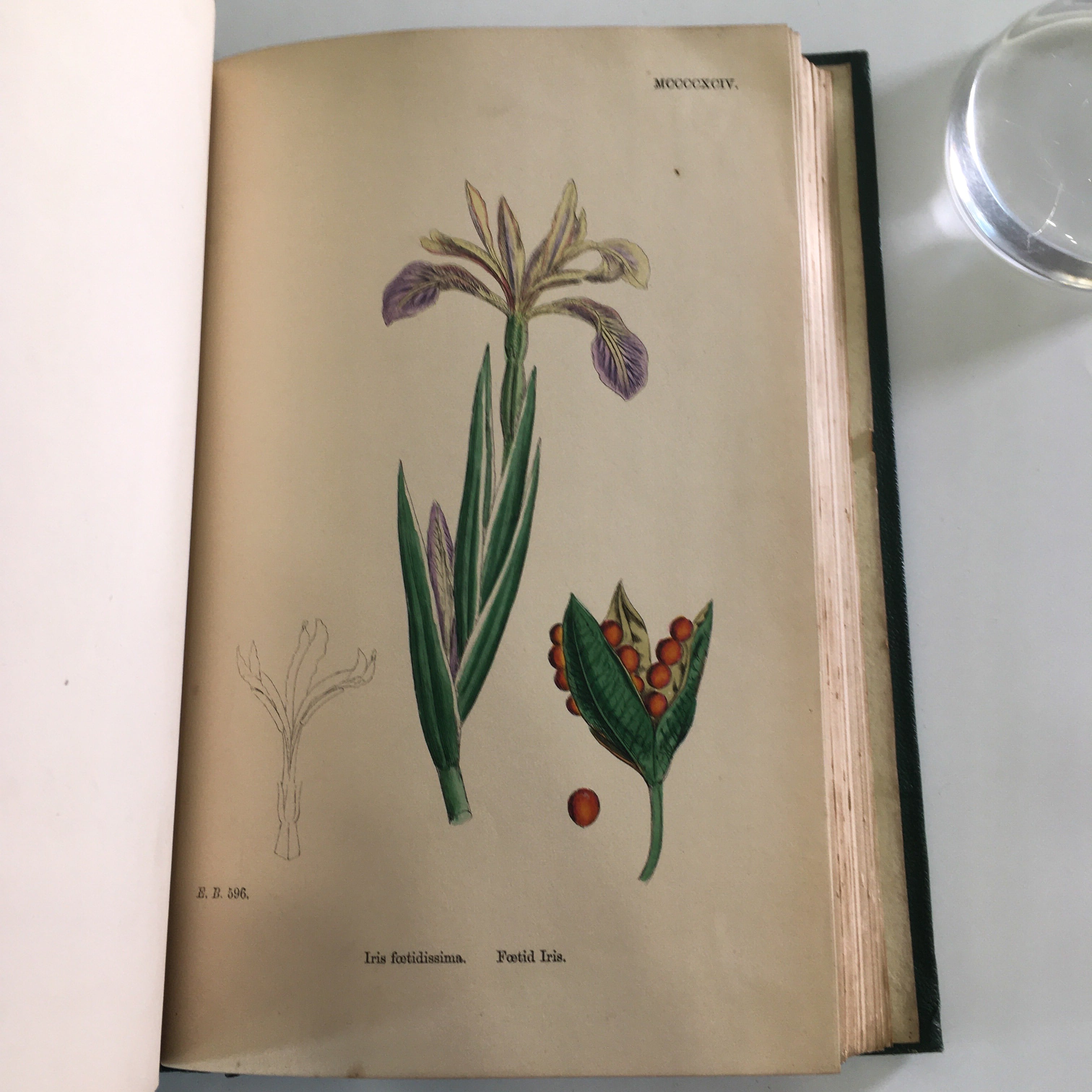 1972年 モノクロ植物画約400ページ イギリスのボリュームたっぷりの植物図鑑 Lasertag Ma