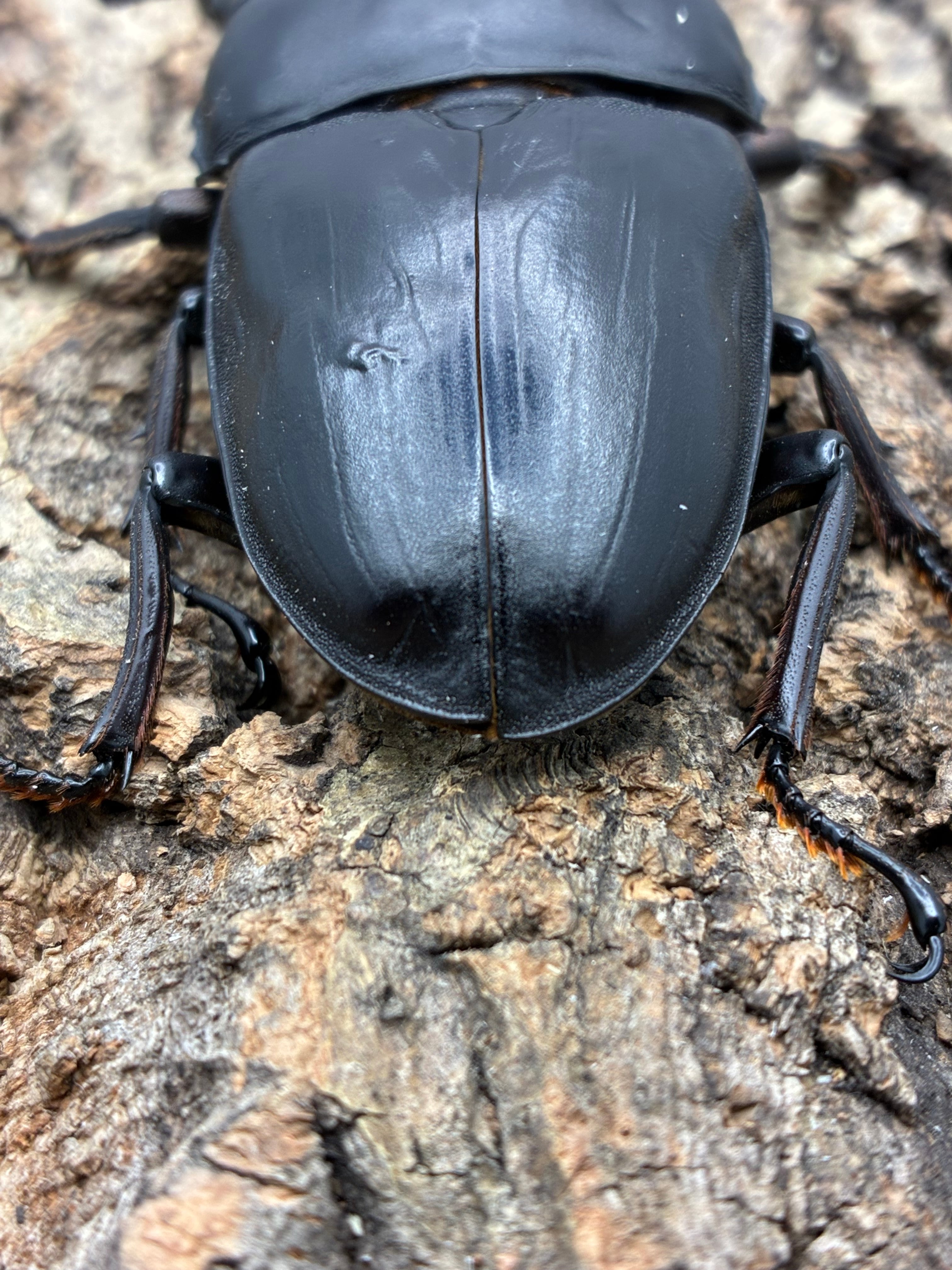 88.5㎜ 能勢YG血統 オオクワガタオス単 | Pay ID 【OOKUWA BOX】18年7