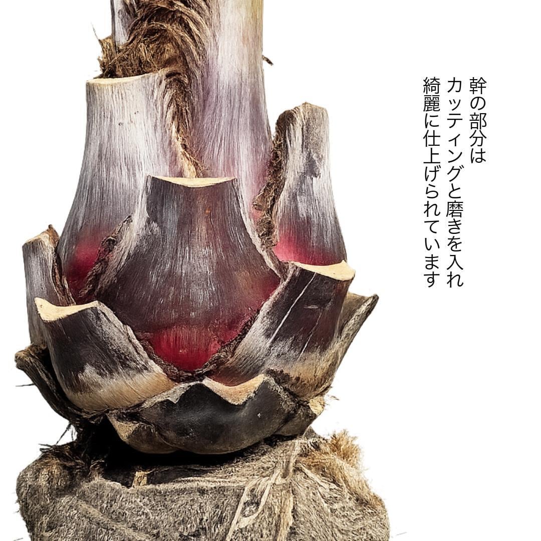 【南国ムード満点】ココスヤシ 高さ約180cm・幹の太さ約30cm以上！ XLサイズ】国産ココスヤシ！お庭にそのまま植えて南国気分を楽しめます