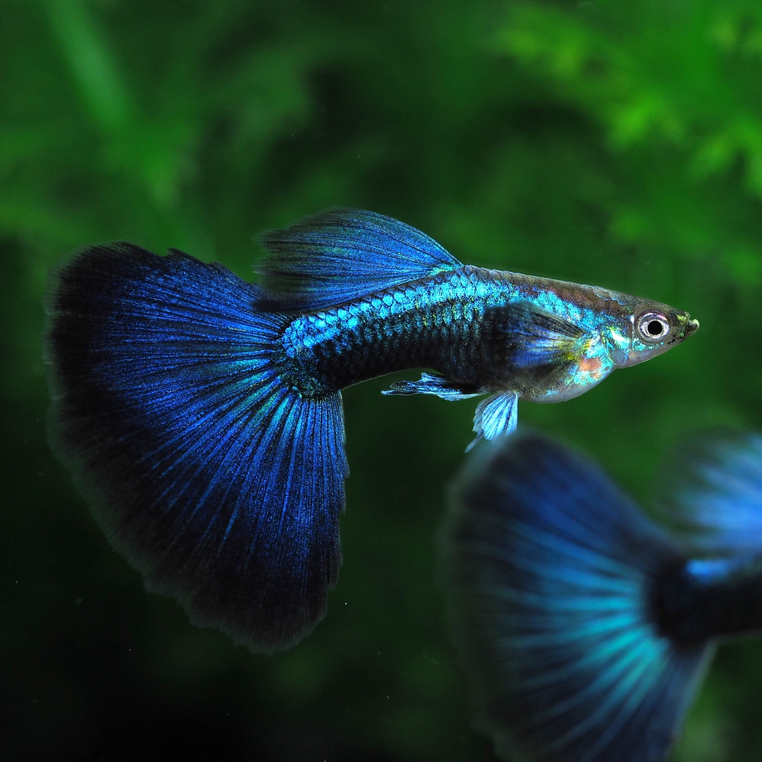 GUPPY | 伊豆グッピーファーム