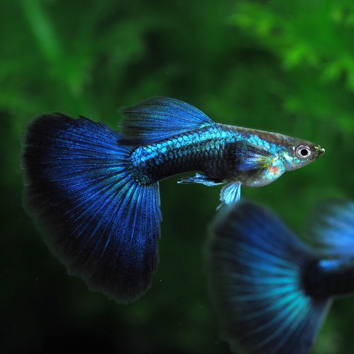 【セール】ラズリーネオンタキシード(RREA系)　2ペア＋おまけメス2匹