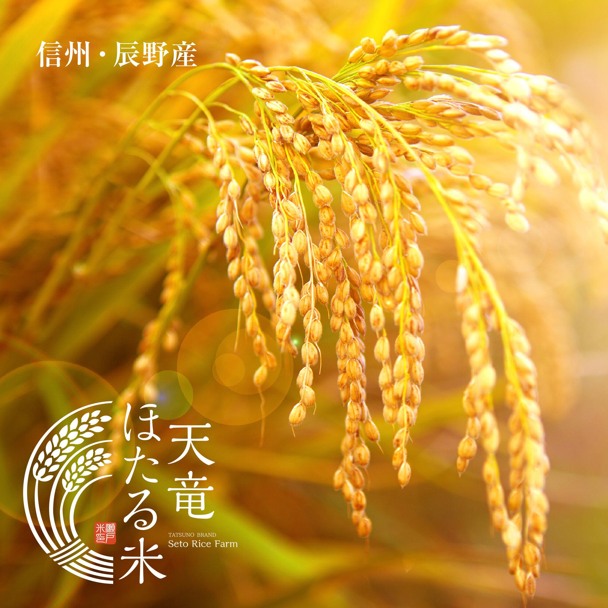 特別栽培米】 減農薬 こしひかり 10kg（認証取得）信州の環境に優しい
