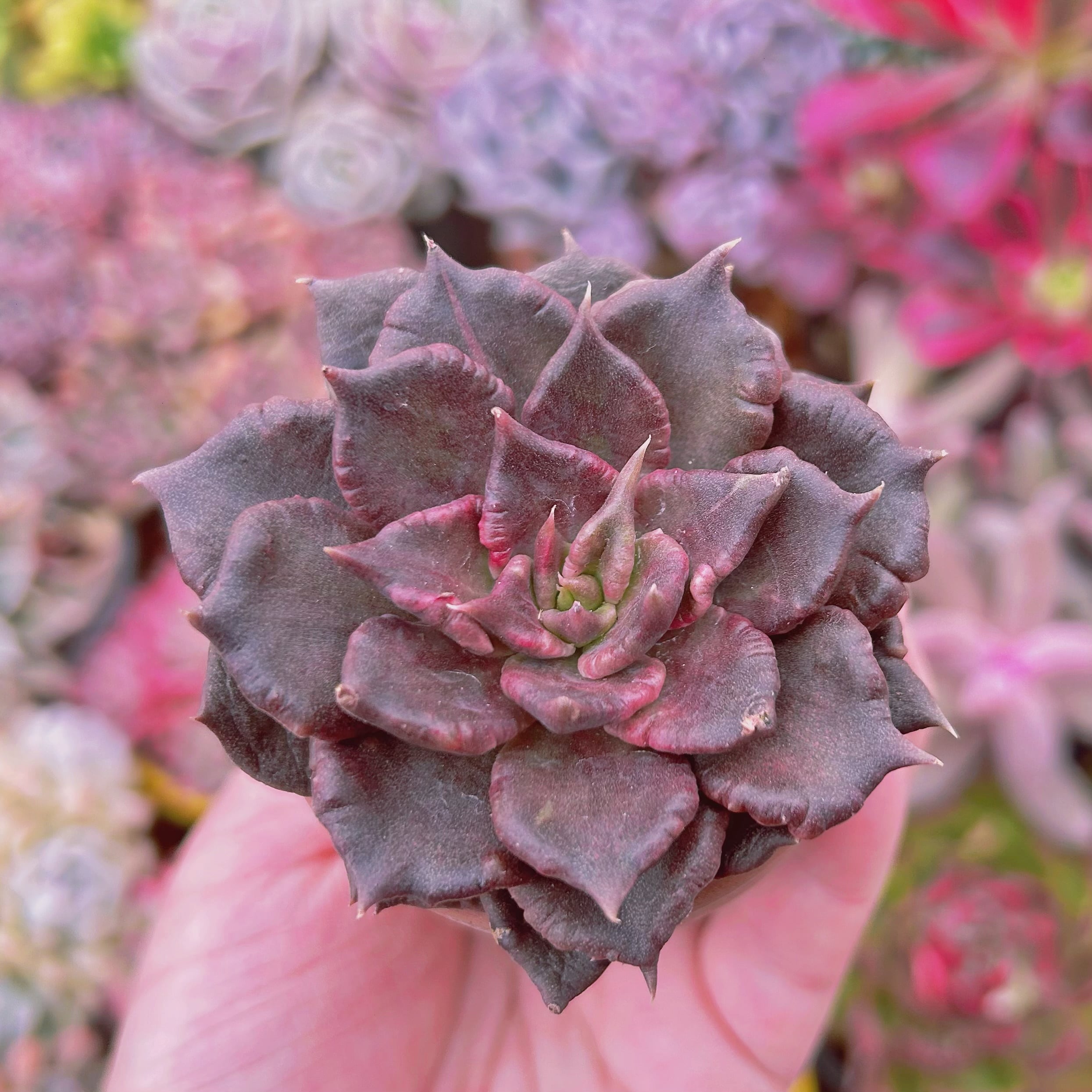 多肉植物  Echeveria 新品種　ブラックマディバ