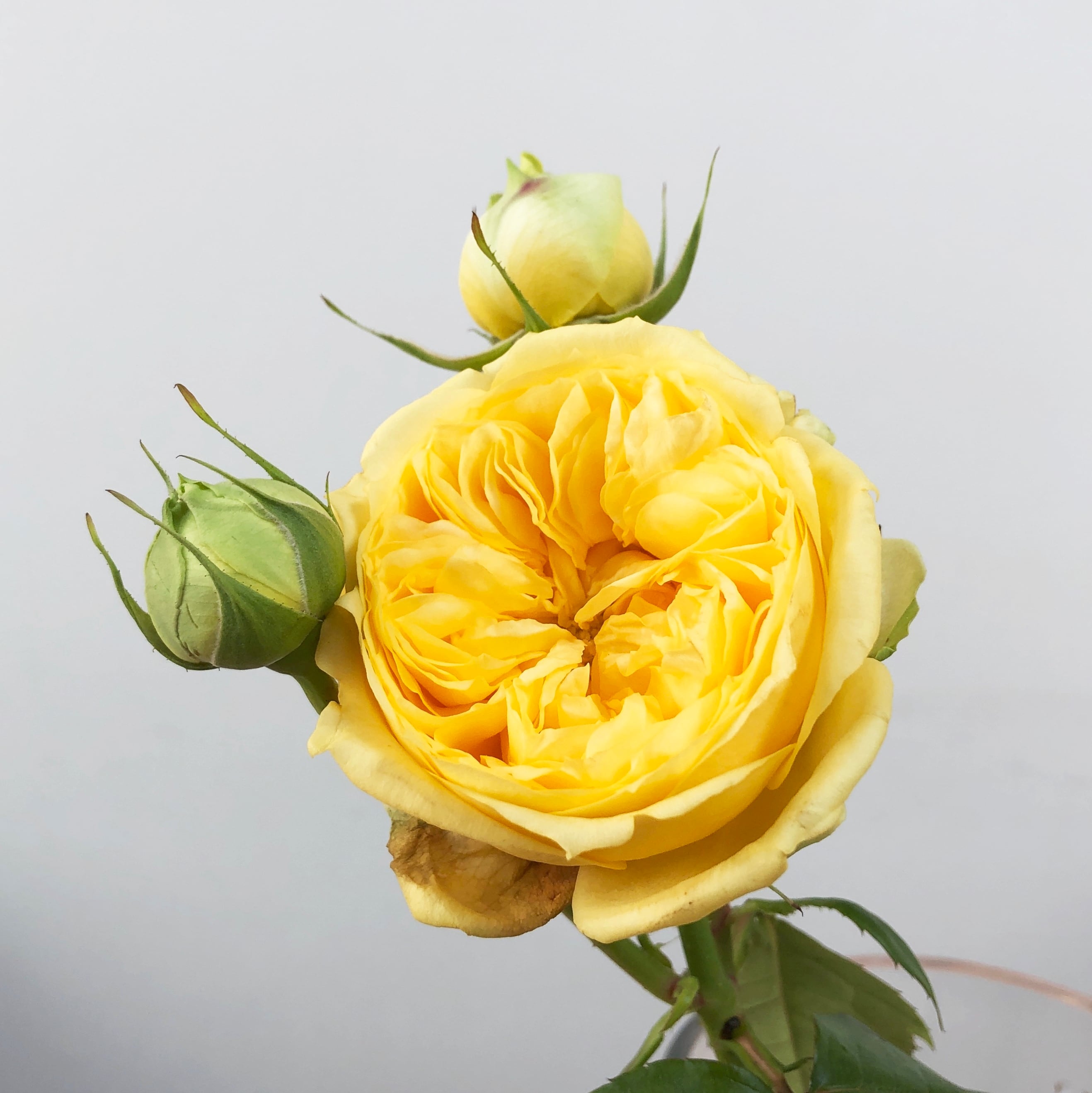 黄色のバラの木製フレーム付き 送料無料の定期便！毎月違うバラが届く バラの匠 神田ばら園の高級バラ